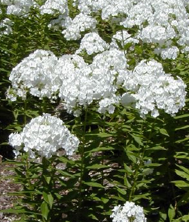 phlox david