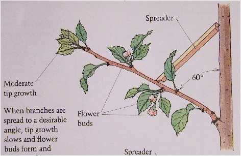 the right way to prune fruit trees | the plant whiz
